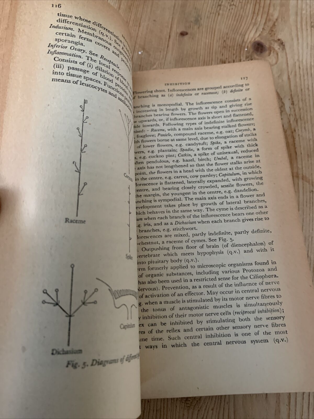 A PENGUIN DICTIONARY OF BIOLOGY R3 1951 Penguin Reference Books Red Cover