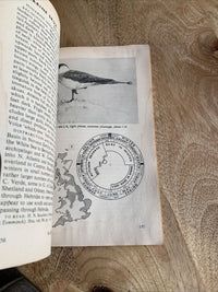 BIRD RECOGNITION 1 - James Fisher - Pelican Books 1954  A175 Ornithology Drawing